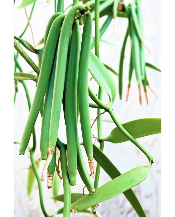 Olio Di Monoï Al Profumo Di Vaniglia, Spf3 -...
