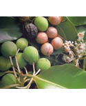 Φυτικό Σαπούνι Από Έλαια Tamanu Και Monoi De Tahiti. - Tiki Savon Tamanu 130 Gr